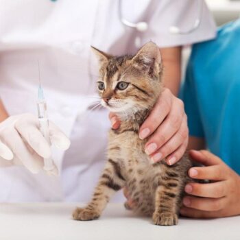 Vaccines Keep Your Pet Healthy