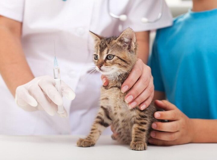 Vaccines Keep Your Pet Healthy