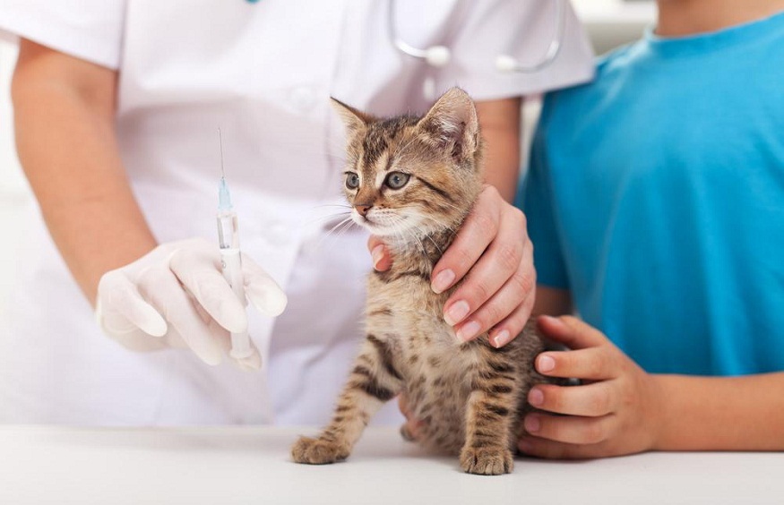 Vaccines Keep Your Pet Healthy